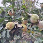 Tipps zur Ernte, Verwertung und Lagerung: Die Quitte ist eine goldgelbe Superfrucht