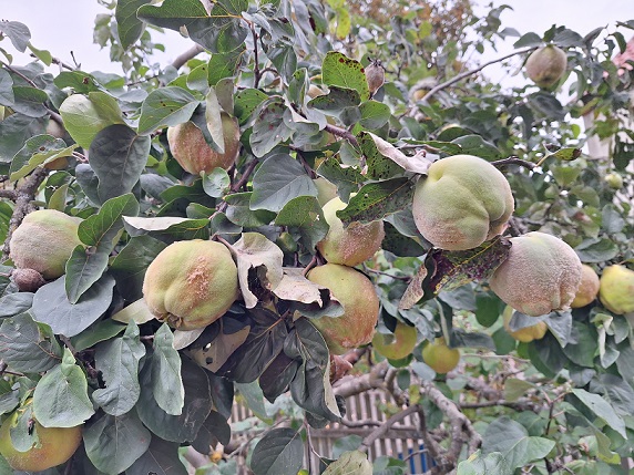 Tipps zur Ernte, Verwertung und Lagerung: Die Quitte ist eine goldgelbe Superfrucht