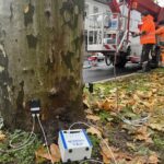 Baumuntersuchungen in Kitzingen: Fünf Platanen sind trotz ihres Alters von rund 70 Jahren noch in einem guten Zustand