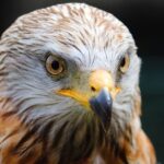 Verendeter Greifvogel aufgefunden: Die Polizei Haßfurt ermittelt zu den Umständen