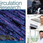 Vorhofflimmern: Gestörte Kalzium-Kommunikation bringt das Herz aus dem Takt