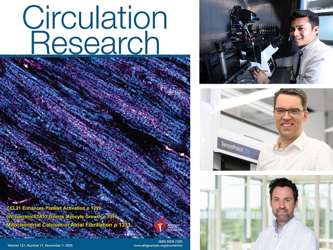 Vorhofflimmern: Gestörte Kalzium-Kommunikation bringt das Herz aus dem Takt