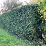 Hecken und Bäume schaffen Lebensraum: Die richtige Pflege zum Schutz von Tieren und Umwelt