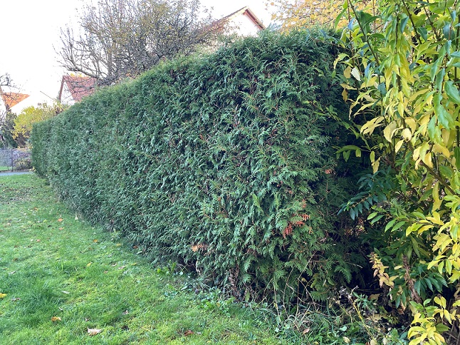 Hecken und Bäume schaffen Lebensraum: Die richtige Pflege zum Schutz von Tieren und Umwelt