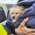 EU beschließt Chip-Pflicht für Hunde und Katzen – PETA: „Krimineller Handel mit Tierkindern wird nicht enden“