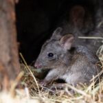 Der Joey mit der langen Schnauze: Nachwuchs bei den Kaninchenkängurus in der Terra Australis