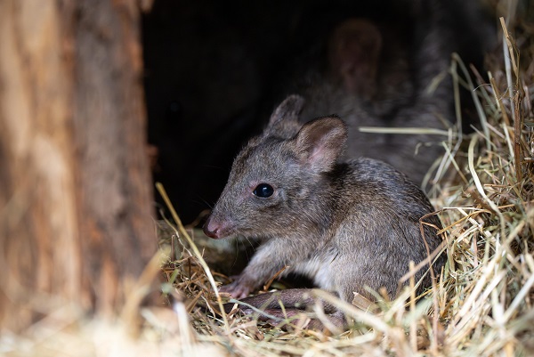 Der Joey mit der langen Schnauze: Nachwuchs bei den Kaninchenkängurus in der Terra Australis
