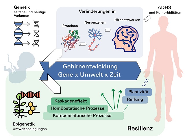 Seltene genetische Varianten erhöhen ADHS-Risiko um das bis zu 15-Fache