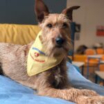 Kuschelige Lesestunde mit Schulhündin Ella in der Treffbar des ETA Hoffmann Theaters