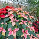 Weihnachtssterne in ihrer ganzen Pracht: Start der Baumausstellung in der Wilhelma