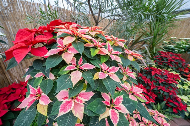 Weihnachtssterne in ihrer ganzen Pracht: Start der Baumausstellung in der Wilhelma