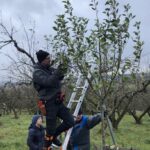 Winterpflege: Obstbaumschnittkurs in Kleinmünster auf dem Naturhof Siebensachen