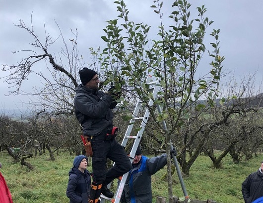 Winterpflege: Obstbaumschnittkurs in Kleinmünster auf dem Naturhof Siebensachen