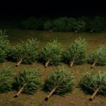 Weihnachten kann kommen: Unbekannter Täter fällte 15 Christbäume und entwendete zehn davon