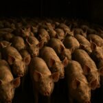 Europäische Bauernverbände rufen zu Protest in Brüssel auf – PETA: „Wer Zukunft will, muss tierfrei denken“