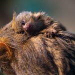 Der Däumling im Amazonienhaus: Jungtier bei der kleinsten Affenart der Welt in der Stuttgarter Wilhelma