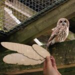 Wild-Park Klaushof plant Neubau des Eulengeheges und will Spenden sammeln mit einer Eulenfeder-Aktion