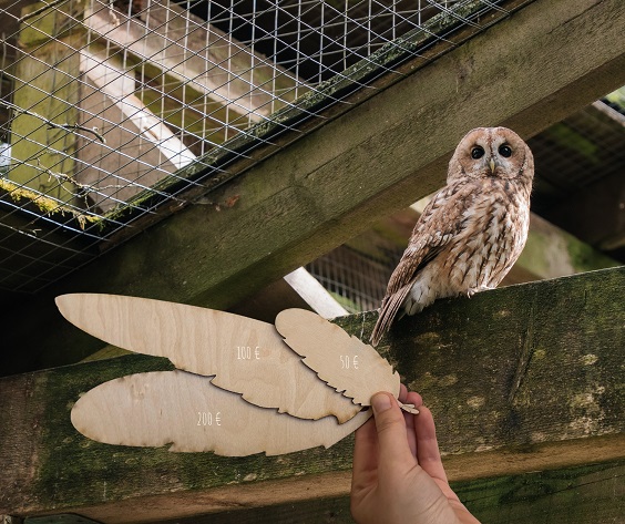 Wild-Park Klaushof plant Neubau des Eulengeheges und will Spenden sammeln mit einer Eulenfeder-Aktion