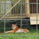 Circus Krone gastiert um Weihnachten in Würzburg: PETA kritisiert Stadtverwaltung für die Zulassung des Tierqual-Betriebs