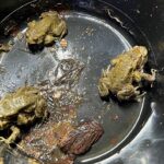 Amphibienretter gesucht: Hilfe für Frösche, Kröten und Molche auf Wanderung