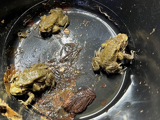 Amphibienretter gesucht: Hilfe für Frösche, Kröten und Molche auf Wanderung