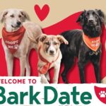 Bark Date feiert Premiere in Würzburg: Hunde kennenlernen, die auf der Suche nach einem Für-Immer-Zuhause sind