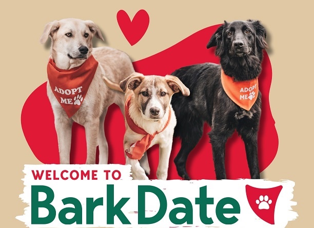 Bark Date feiert Premiere in Würzburg: Hunde kennenlernen, die auf der Suche nach einem Für-Immer-Zuhause sind