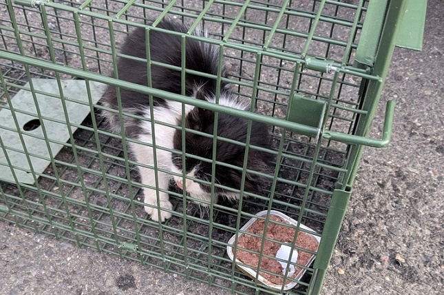 Zoll und Polizei retten blinden Passagier: Kätzchen überlebt Reise in LKW aus der Türkei bis nach Schweinfurt