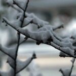 Spitze Zungen: Es schneit oder: Der Zusammenbruch der Welt