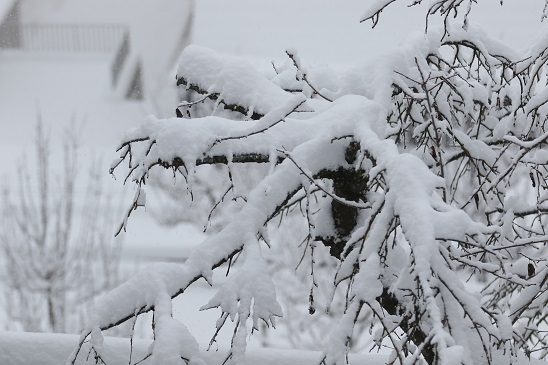 Jetzt wird´s auch noch für Spaziergänger gefährlich: Die Stadt Würzburg rät dazu, Parkanlagen zu meiden, denn es droht Schneebruch