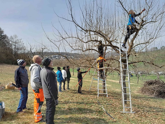 Jetzt anmelden: Streuobst-Schnittkurs am 27. und 28. Februar in Marktheidenfeld