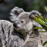 Zoologisch-Botanischen Garten Stuttgart: Wilhelma meldet den Tod von Koala Borobi