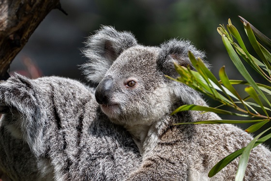 Zoologisch-Botanischen Garten Stuttgart: Wilhelma meldet den Tod von Koala Borobi