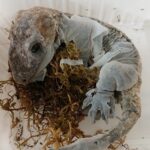 Veterinäramt am Landratsamt Haßberge überprüft Reptilienhaltung und findet 32 tote Geckos auf