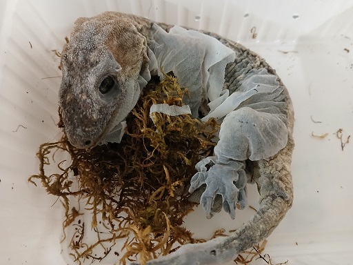 Veterinäramt am Landratsamt Haßberge überprüft Reptilienhaltung und findet 32 tote Geckos auf