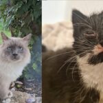 Herrenlose Katzen sind ein unsichtbares Leid: Geänderte Schutzverordnung tritt am 1. Juli 2026 in Kraft