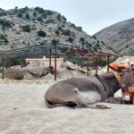 Kultur in der Alten Synagoge: Wie wär´s mit Blues, Irland oder drei Eseln im Balkan?