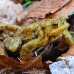 In Sachen Amphiebienwanderung informiert das Landratsamt Kitzingen und gibt Tipps