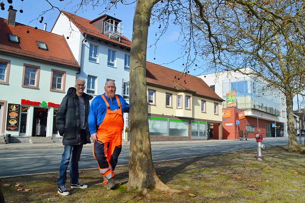 Marktheidenfelder Baumpatinnen und -paten gesucht: Umweltbeauftragter Torsten Ruf lädt zum Bewerben und Mitmachen ein