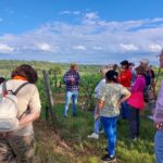 Bio-Weinerlebnis zum Tag der Biodiversität: Was macht ökologischen Anbau aus?