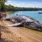 Willy ist gestrandet: Was macht der Wal am Ufer des Schweinfurter Baggersees?