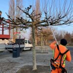 Feinschliff an den Platanen: Kitzinger Stadtgärtner schneiden Triebe und Äste vor dem Austrieb