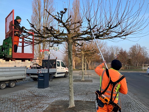 Feinschliff an den Platanen: Kitzinger Stadtgärtner schneiden Triebe und Äste vor dem Austrieb