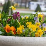 Bad Kissingen und Bad Bocklet blühen zum Beginn der Frühlingszeit auf