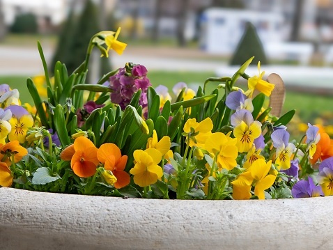 Bad Kissingen und Bad Bocklet blühen zum Beginn der Frühlingszeit auf