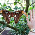 Flatternde Neuzugänge im Zoologisch-Botanischen Garten: Frühlingserwachen im Schmetterlingshaus der Wilhelma