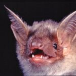 Naturführung des Naturparks Steigerwald in leichter Sprache: Fledermäuse – Kobolde der Nacht