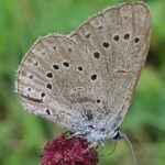 Fast 250.000 Euro an die Landwirte im Landkreis: Ökologisch wertvolle Lebensräume werden so erhalten und verbessert