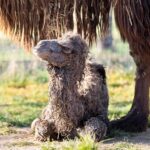 Nachwuchs bei den Trampeltieren in der Wilhelma: Kamelfohlen erblickt das Licht der Welt