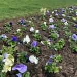 Kitzingen blüht auf und freut sich auf den Rummel auf dem Bleichwasen